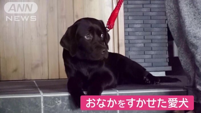 お腹を空かせた愛犬