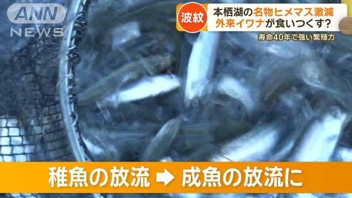 ヒメマスを守るために