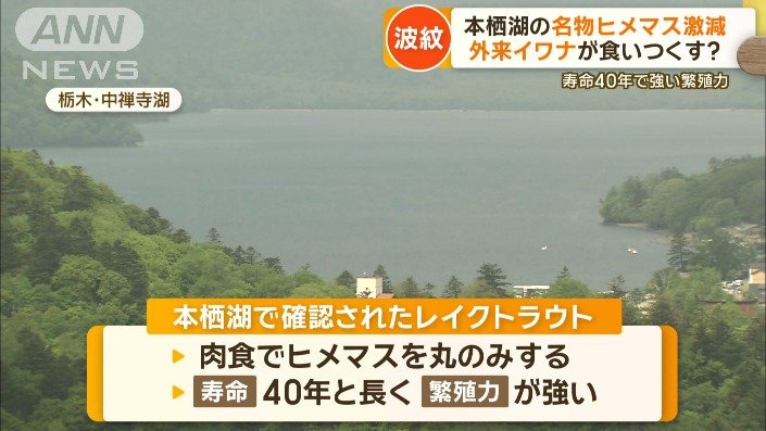 「レイクトラウト」とは