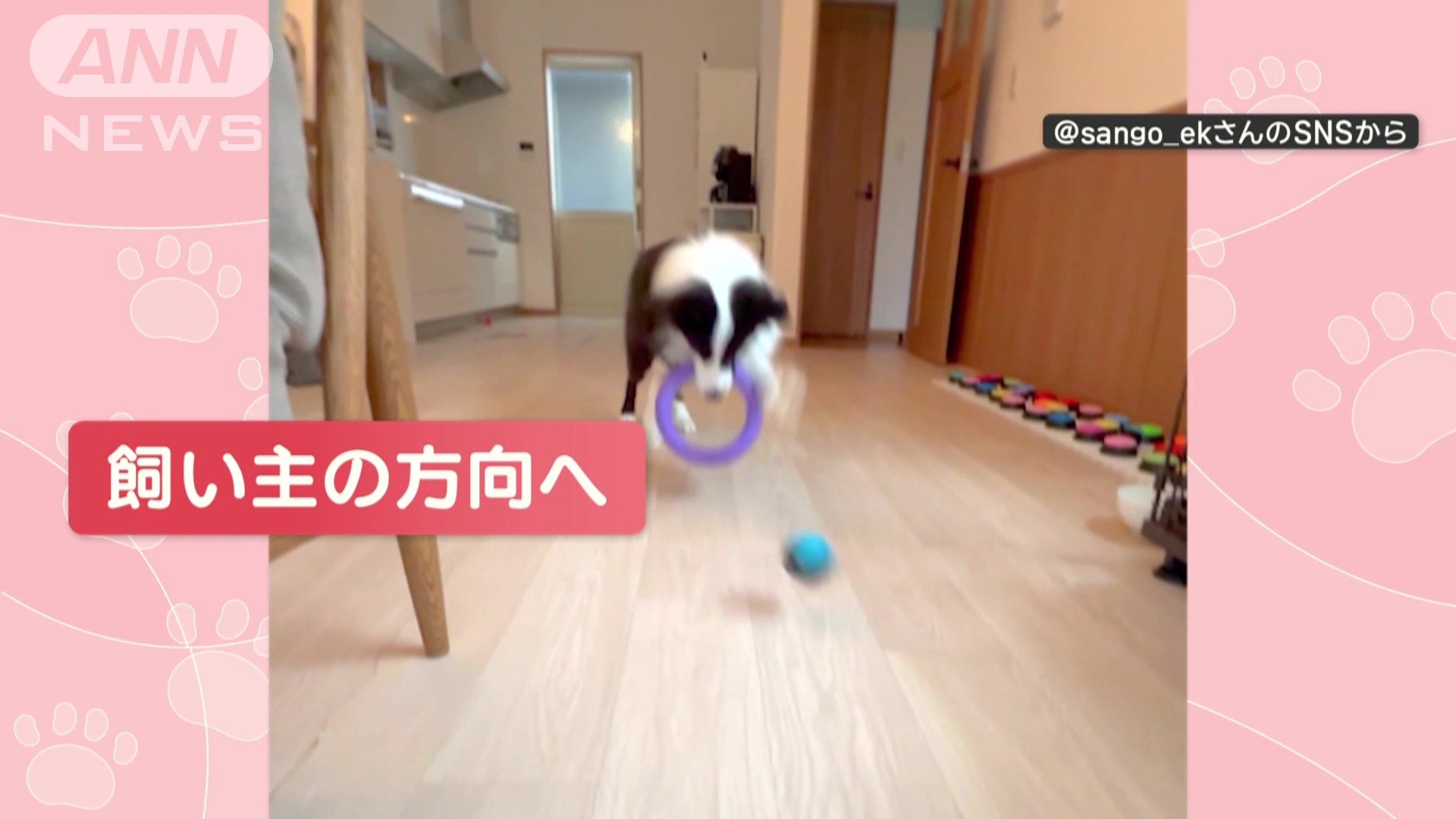 ボールは飼い主さんの方へ