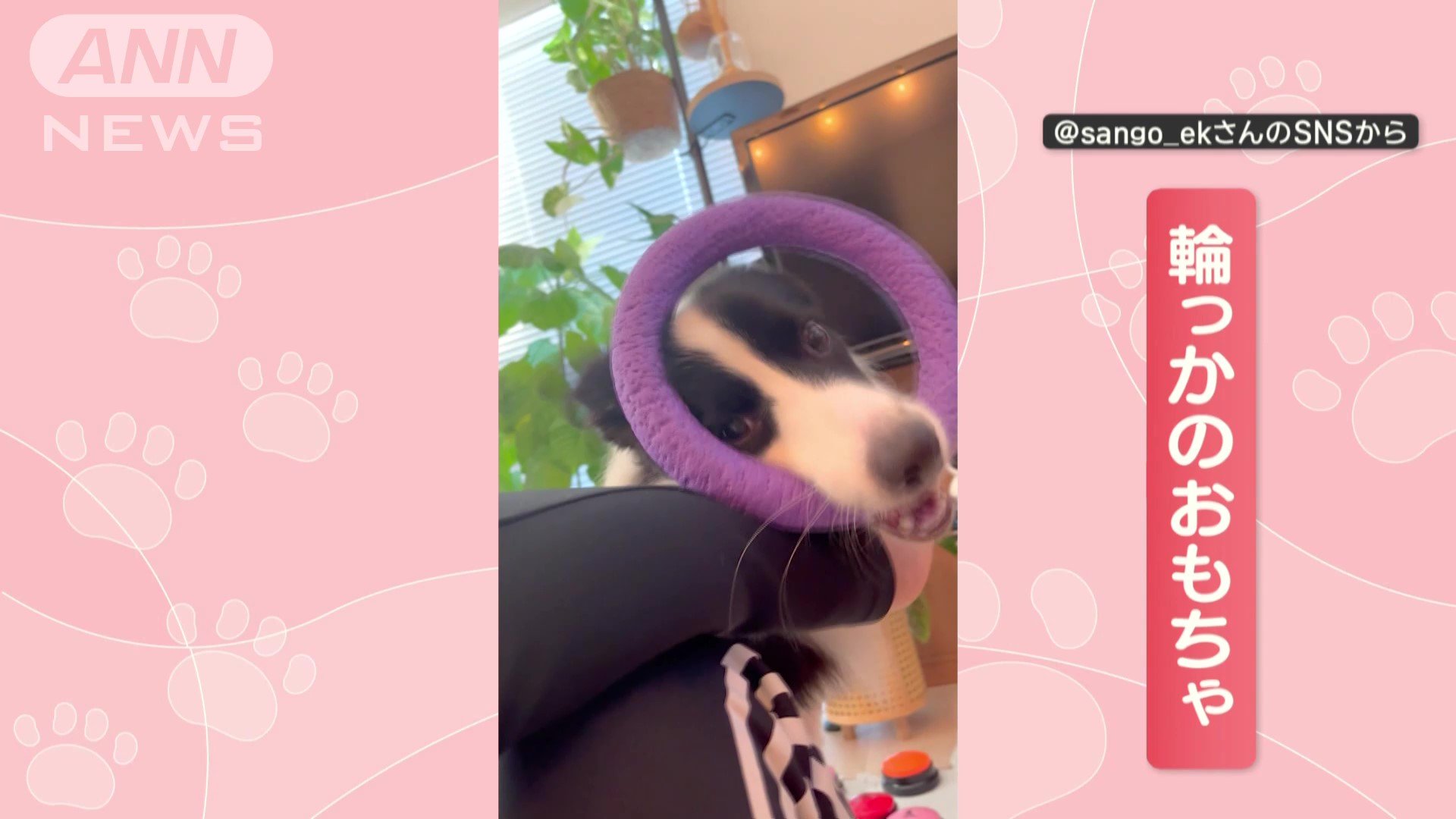 輪っかのおもちゃで遊ぶ