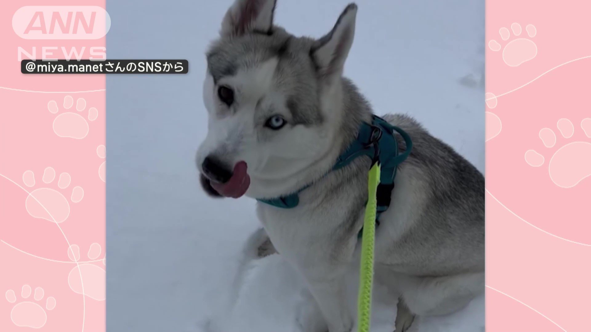 雪の中、元気に遊ぶ