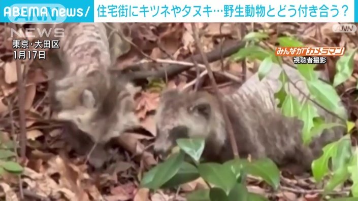 東京・大田区で撮影されたタヌキ