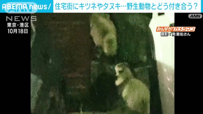港区六本木で撮影されたタヌキ