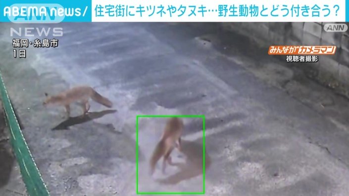 深夜、住宅街をさまよう動物の姿