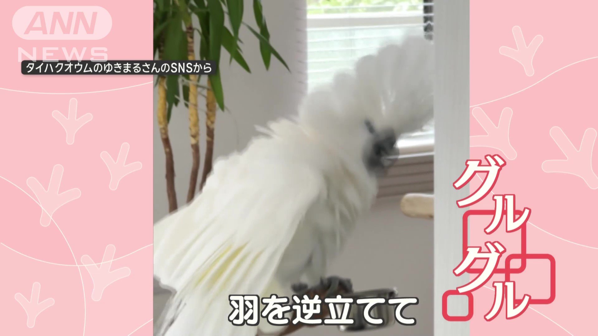 頭の羽を逆立てて、グルグル