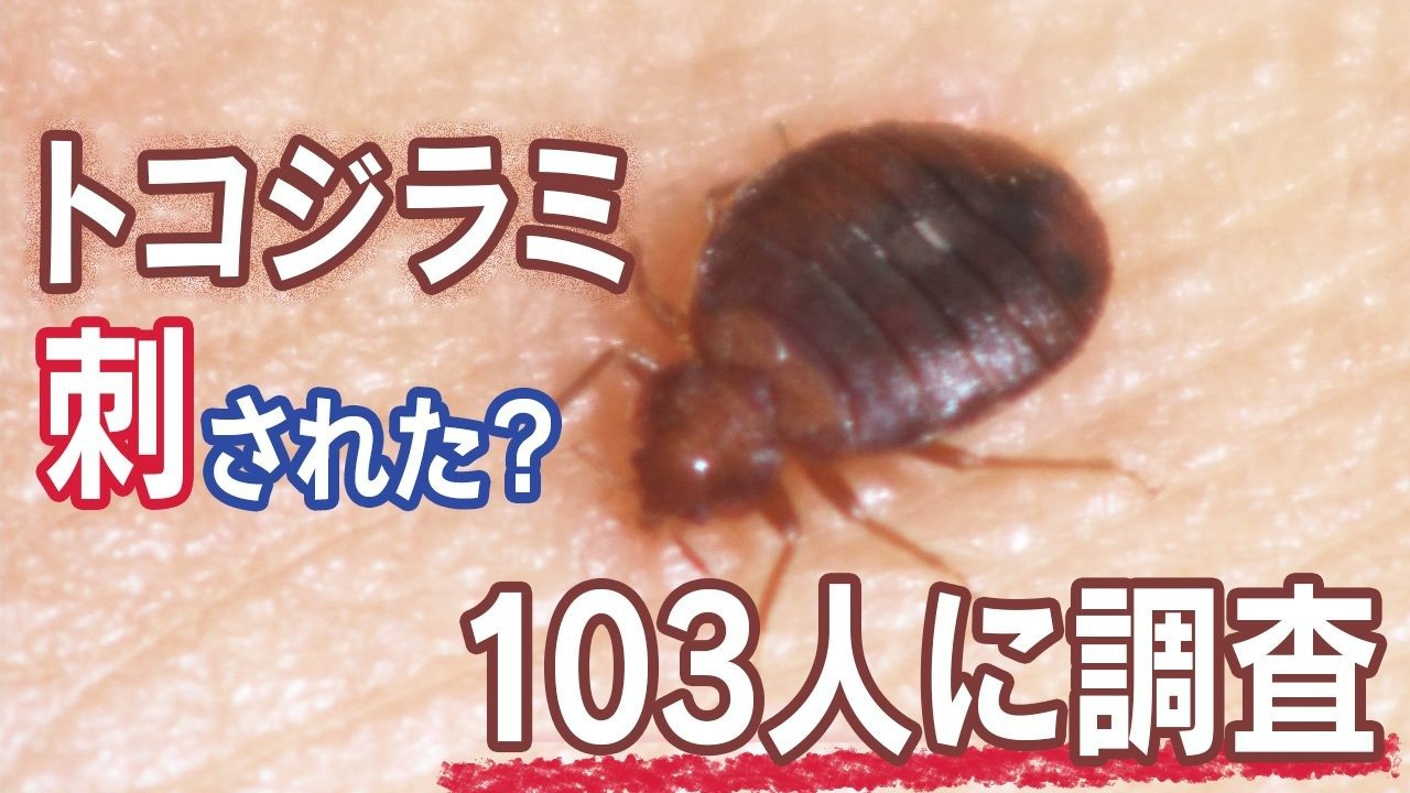 トコジラミ