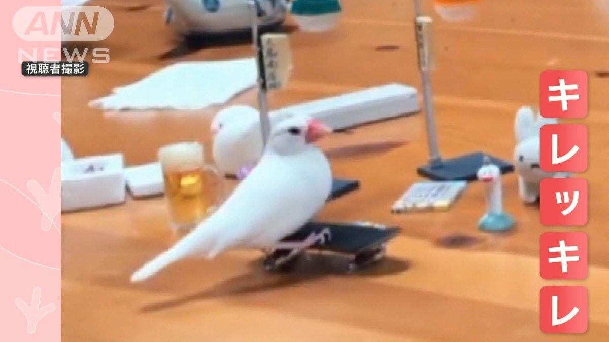 超絶テクの天才文鳥 スケボー飛び乗り高速ターン！キレッキレの技連発