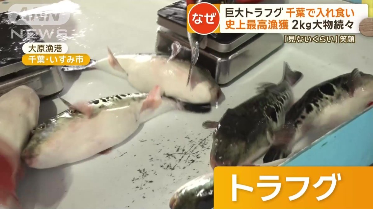 冬の味覚の王様・トラフグ