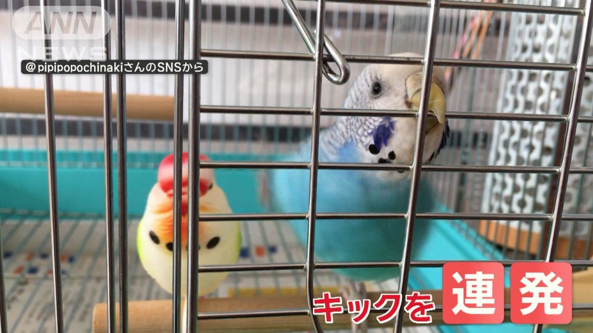 おもちゃを怒涛攻撃！ 強烈キック連発で蹴落とすインコさん 怒っているの？