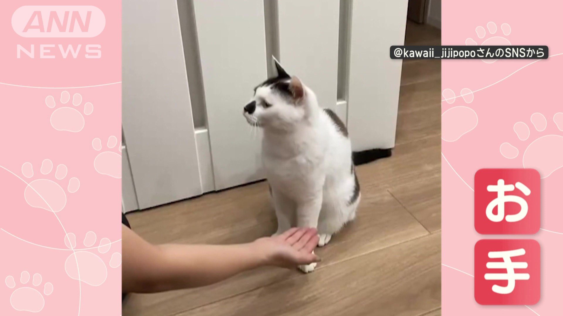 飼い主「お手！」