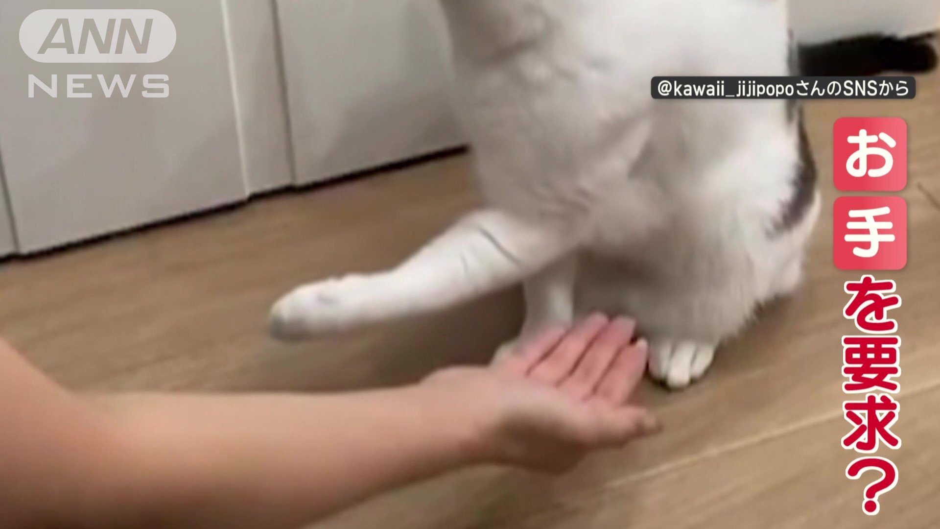 お手を要求？