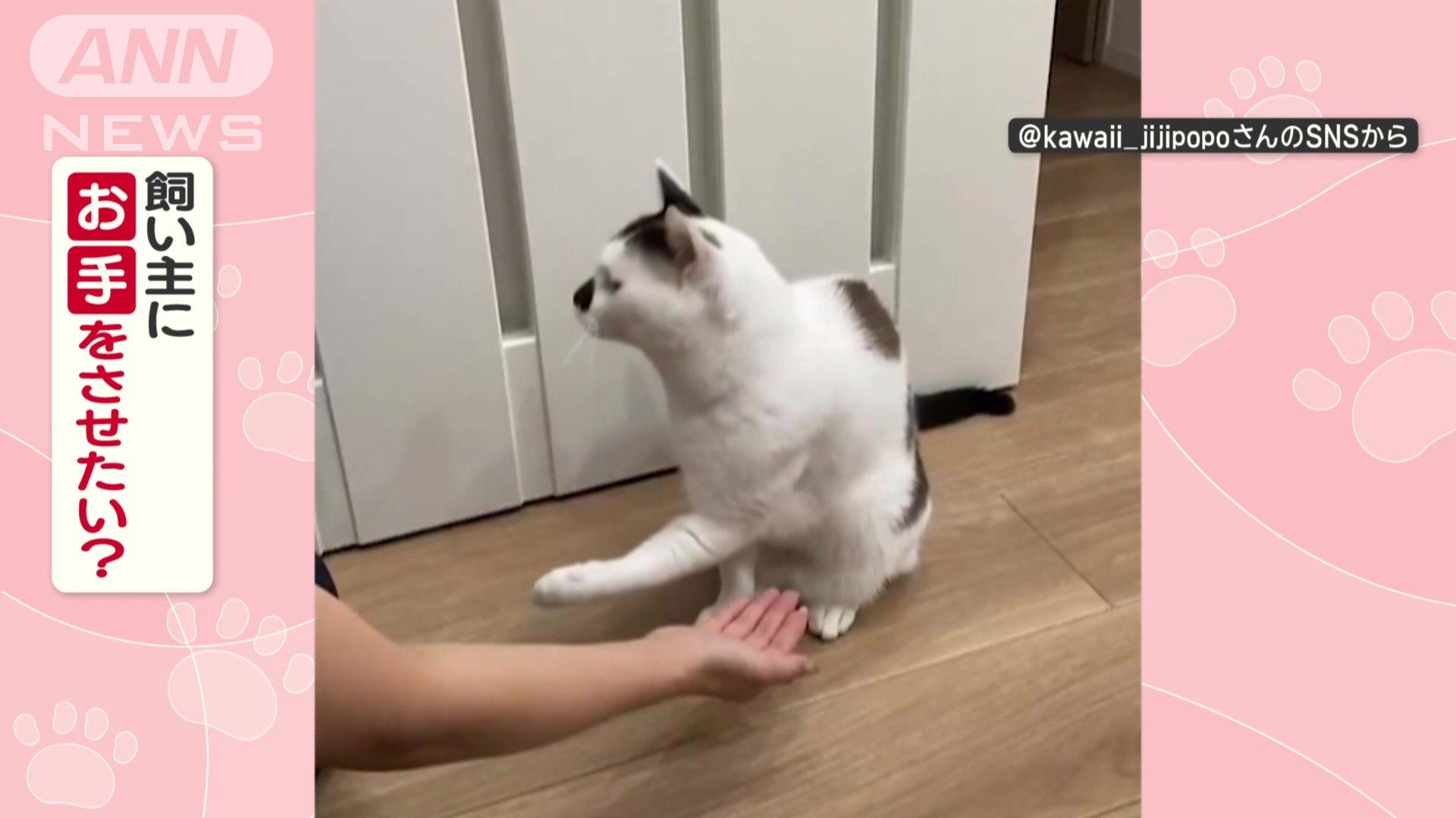 飼い主にお手をさせたい？