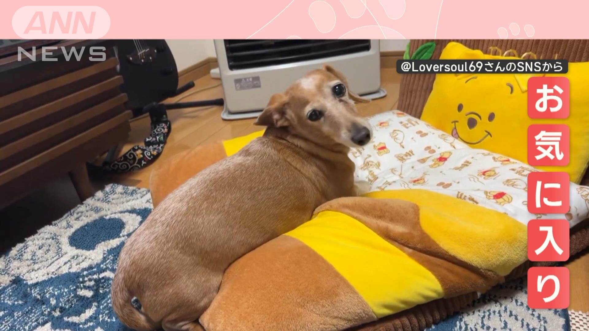寝床にこだわるワン」おやすみルーティン 準備万端なワンちゃん なぜ