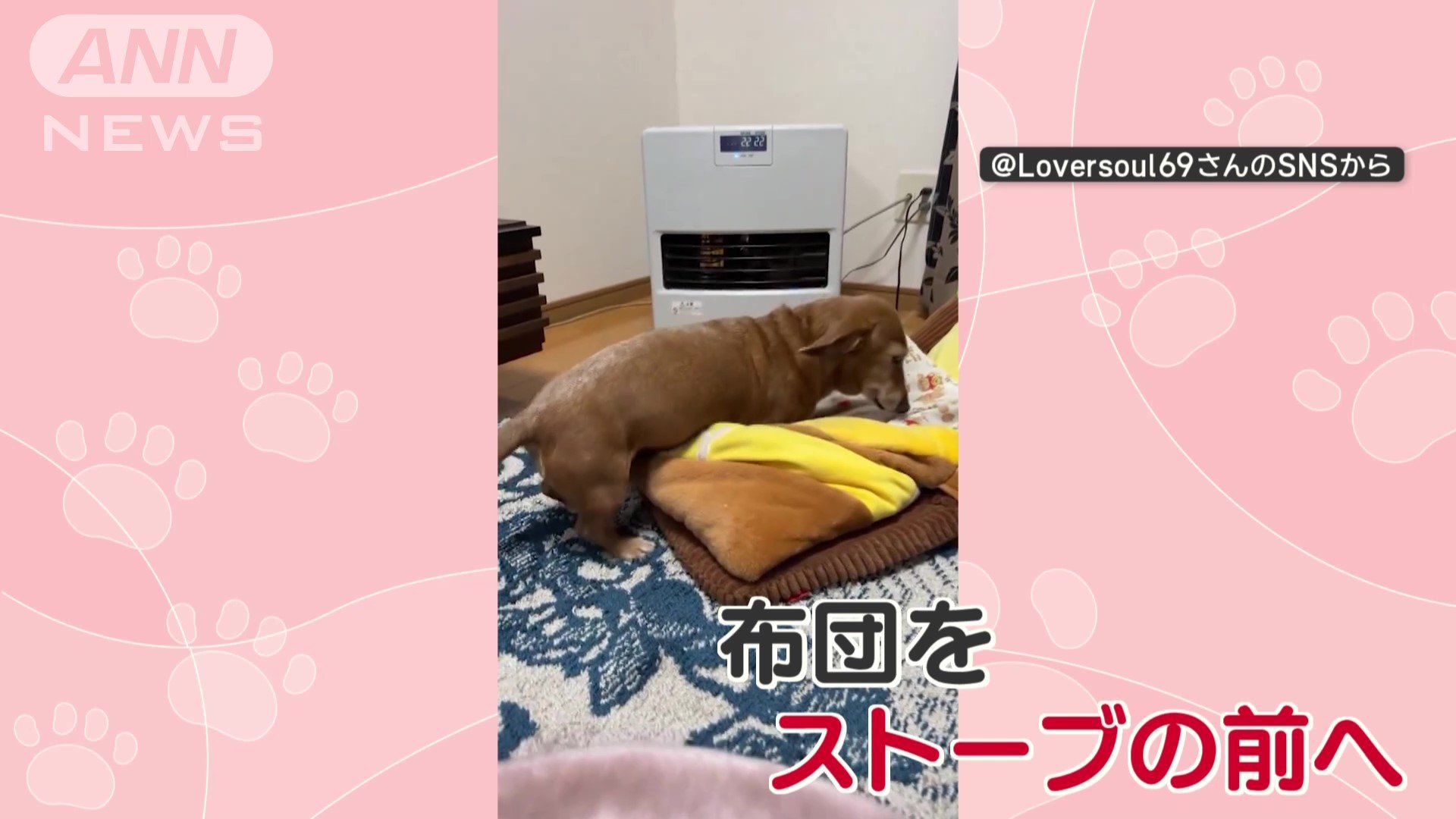 寝床にこだわるワン」おやすみルーティン 準備万端なワンちゃん なぜ