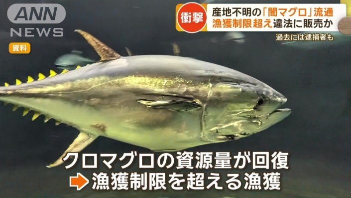 資源量の回復で漁獲制限超えて水揚げ