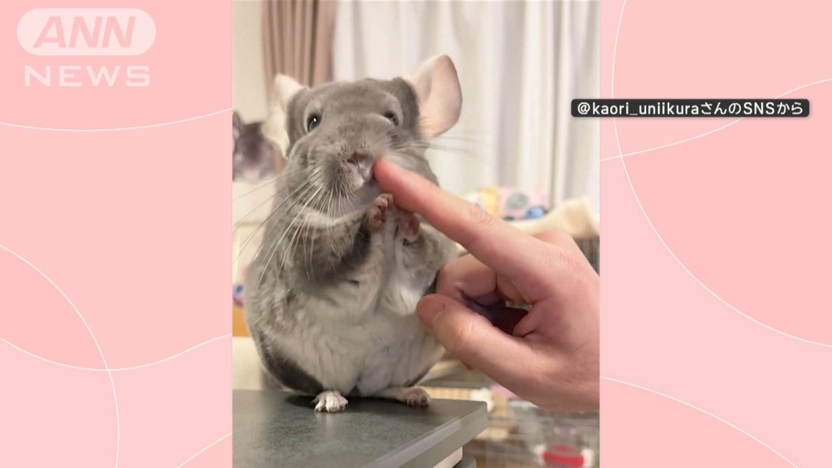 ほっぺはやめて！」豹変するチンチラ なでなで大好きだけど…ほっぺは