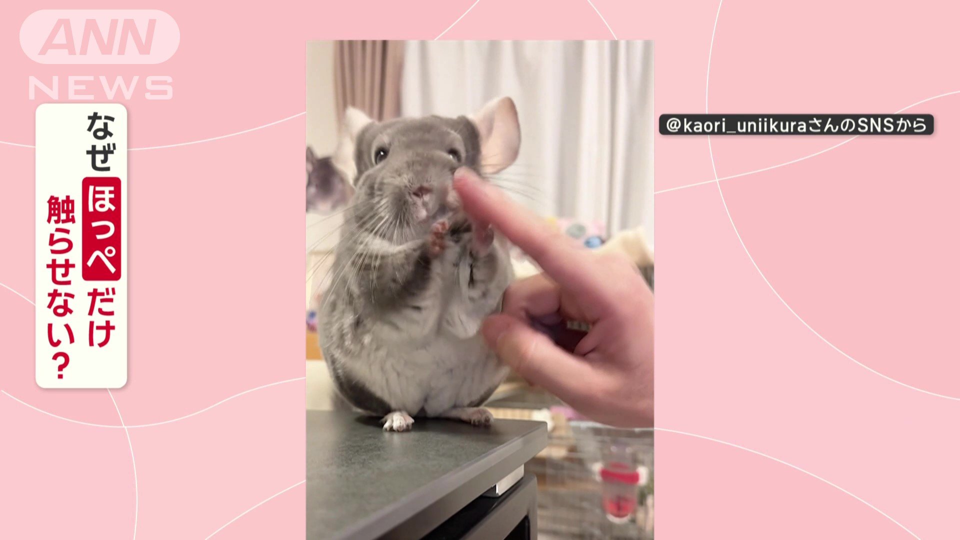 チンチラ SOLDOUT】チンチラ エクストラダーク バイオレットエボニー 女の子