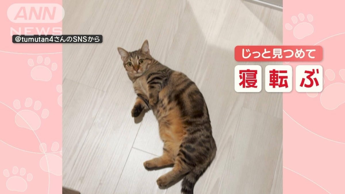 へそ天するニャン」 連続ゴロンな猫ちゃん 飼い主さんじっと見つめ…なぜ？