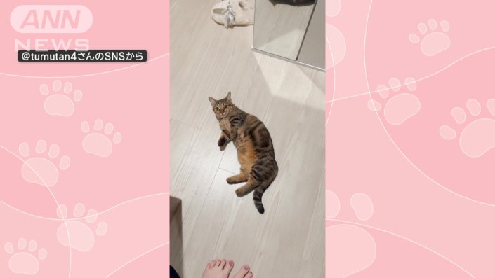 へそ天するニャン」 連続ゴロンな猫ちゃん 飼い主さんじっと見つめ…なぜ？