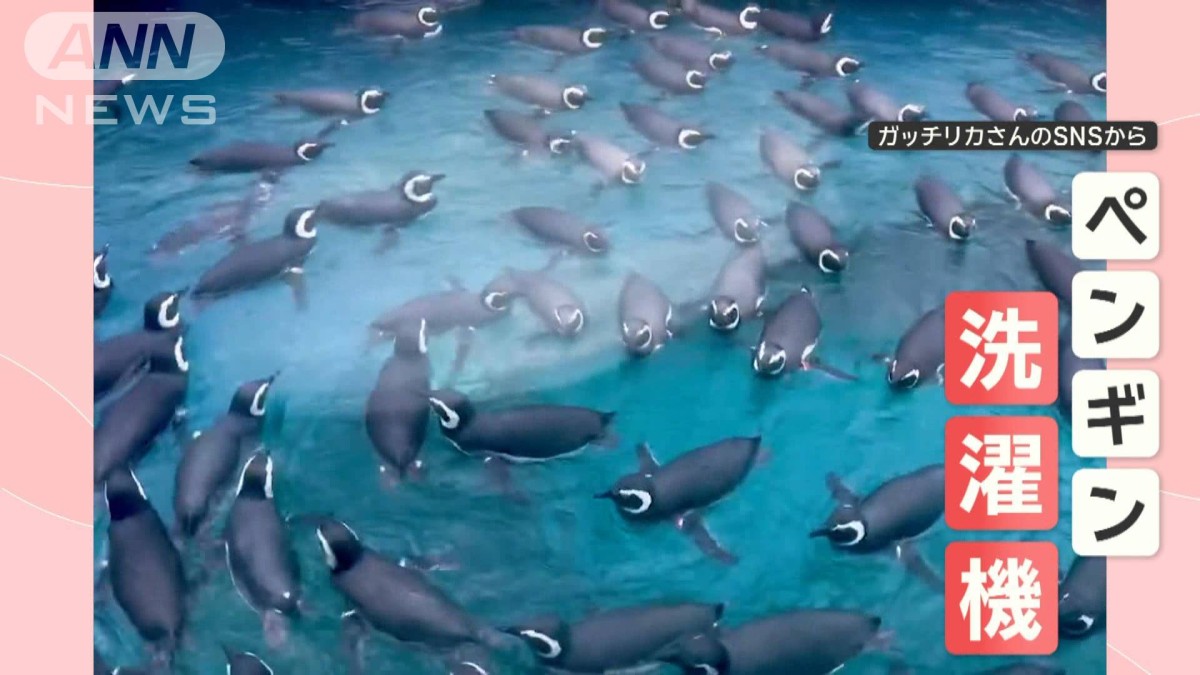 まるでペンギン洗濯機！　みんなで円を描くようにクルクル…　なぜ回っているの？