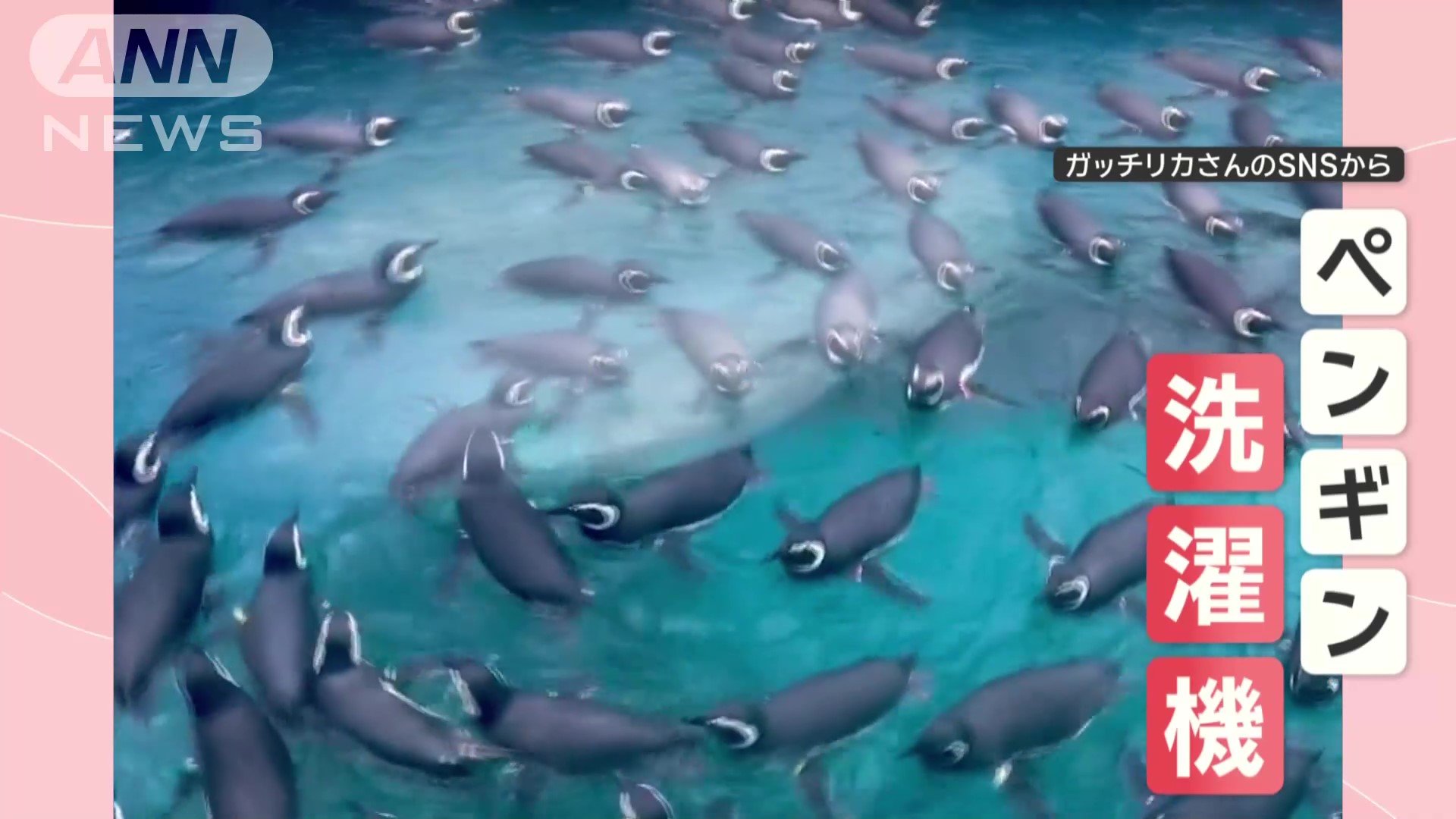 まるでペンギン洗濯機！