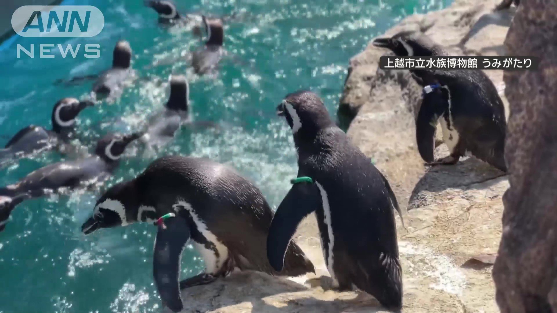 プールに飛び込む