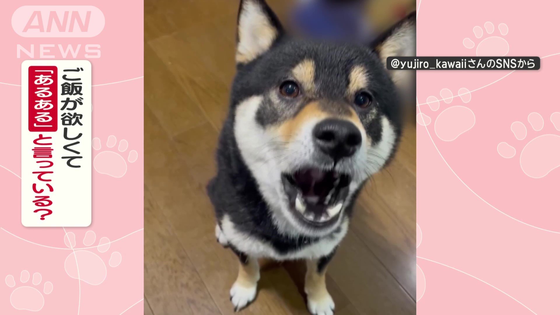 ご飯が欲しくて「あるある」と言ってる?