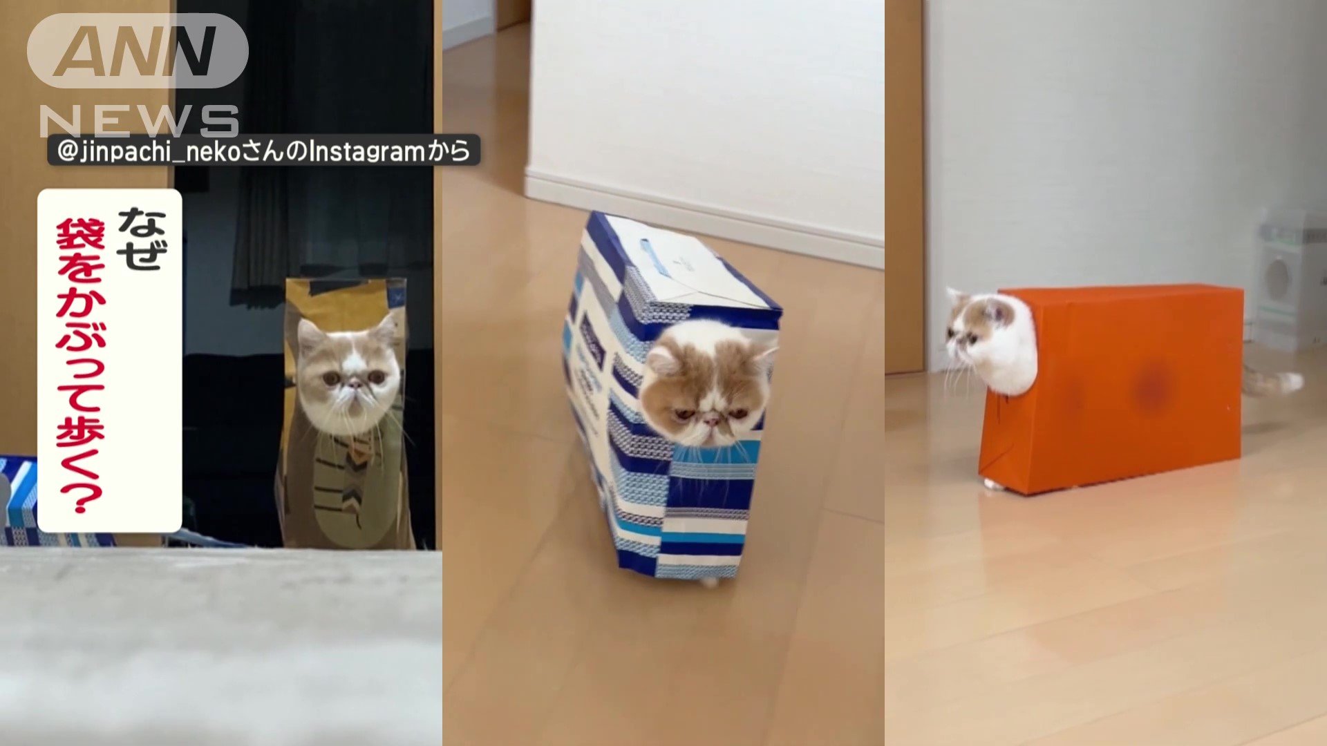 なぜ袋をかぶって歩く？