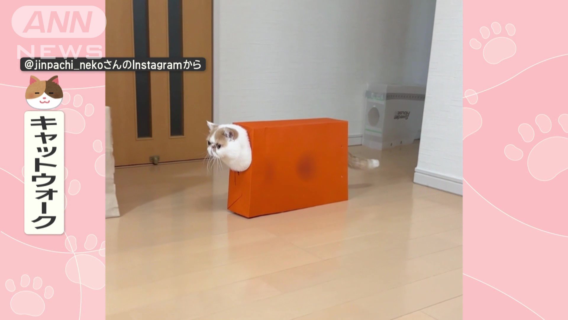 キャットウォーク