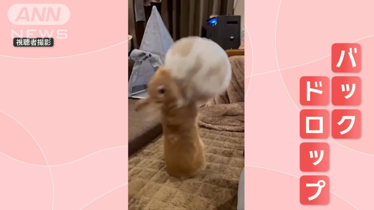 豪快！ オモチャをくわえてバックドロップするウサギさん 何度も何度も…なぜ？