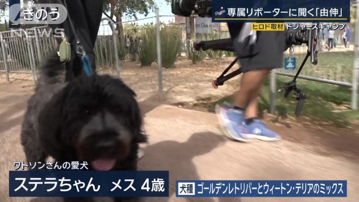 ワトソンさんの愛犬ステラちゃん（4）