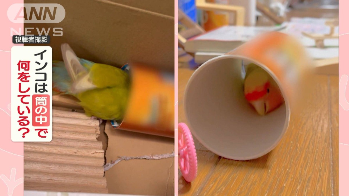 必死！筒に顔を突っ込むインコさん　高速で体を出し入れ　くちばしでカリカリ　なぜ？