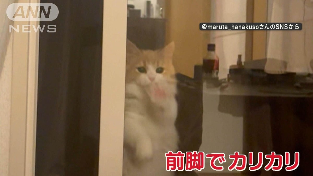 部屋に入れニャイ」扉カリカリ 締め出しネコちゃん 開いているのになぜ
