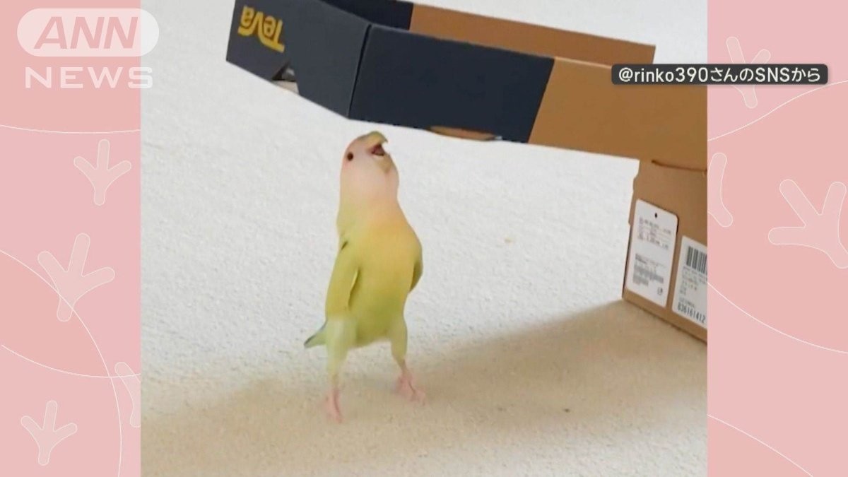 リフティング”なインコさん 頭でポンポン 何度もリズミカルに なぜ  