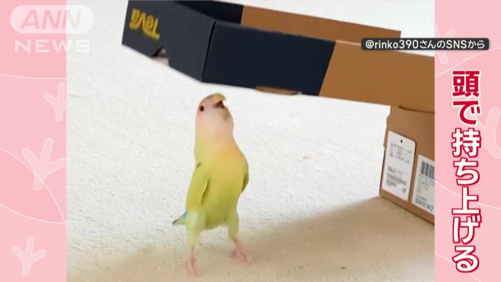 ✢ちょっと大きい立てて飾れるインコさん✢