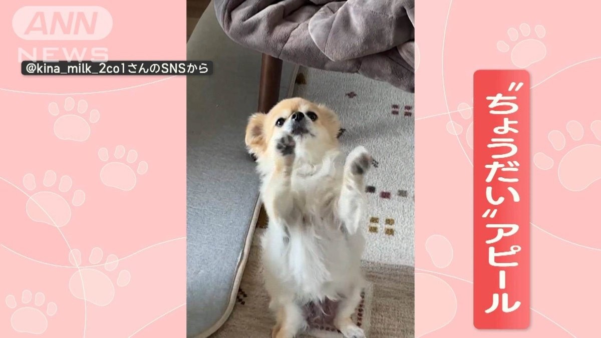 変わったポーズ　おねだりワンちゃん　飼い主見つめ器用にバランス　なぜ座ったまま？