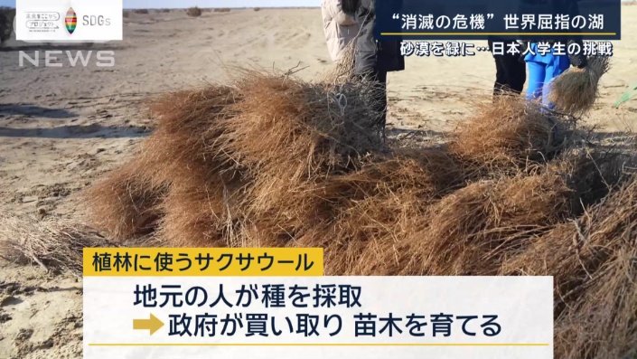 植林に使うサクサウール