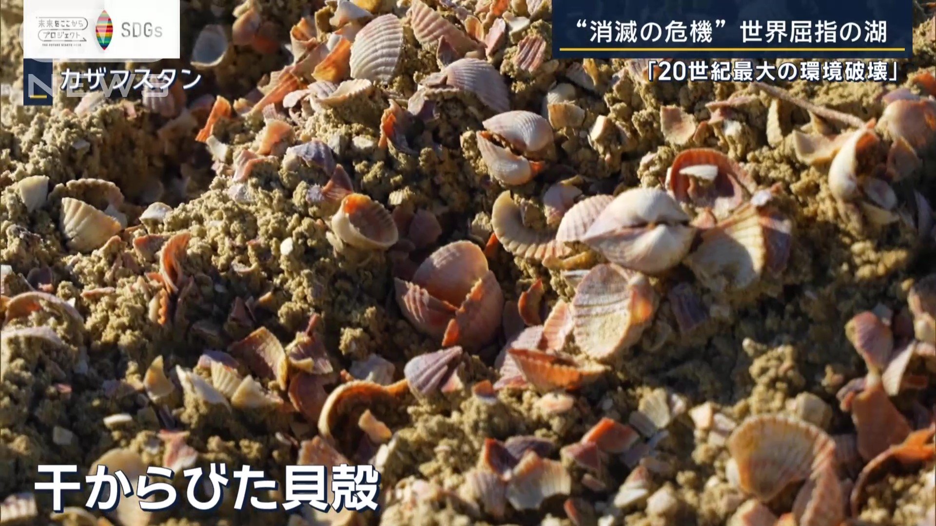 干からびた貝殻