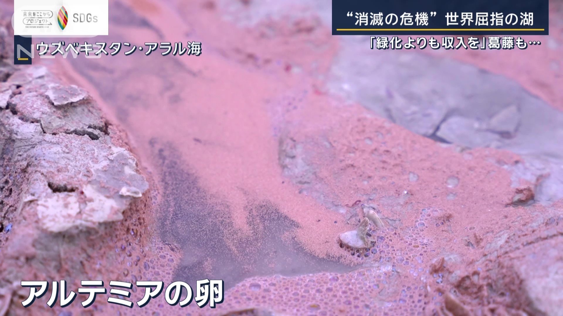 アルテミアの卵