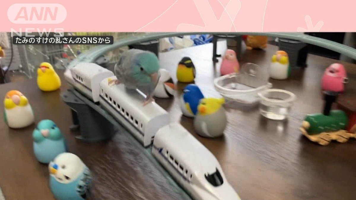気分爽快！ごきげんインコさん　おもちゃの新幹線に乗り、そのまま移動　何してる？