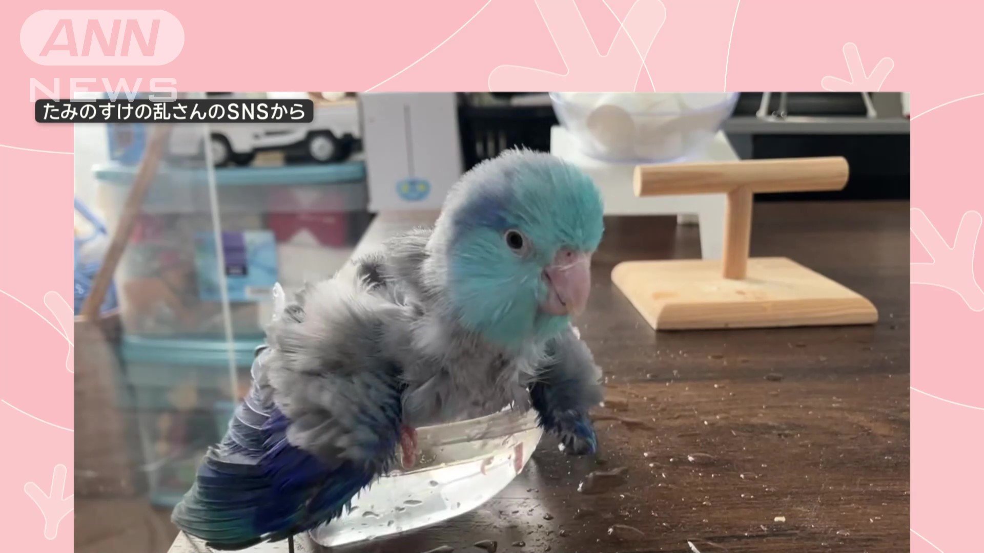 元気に水浴び