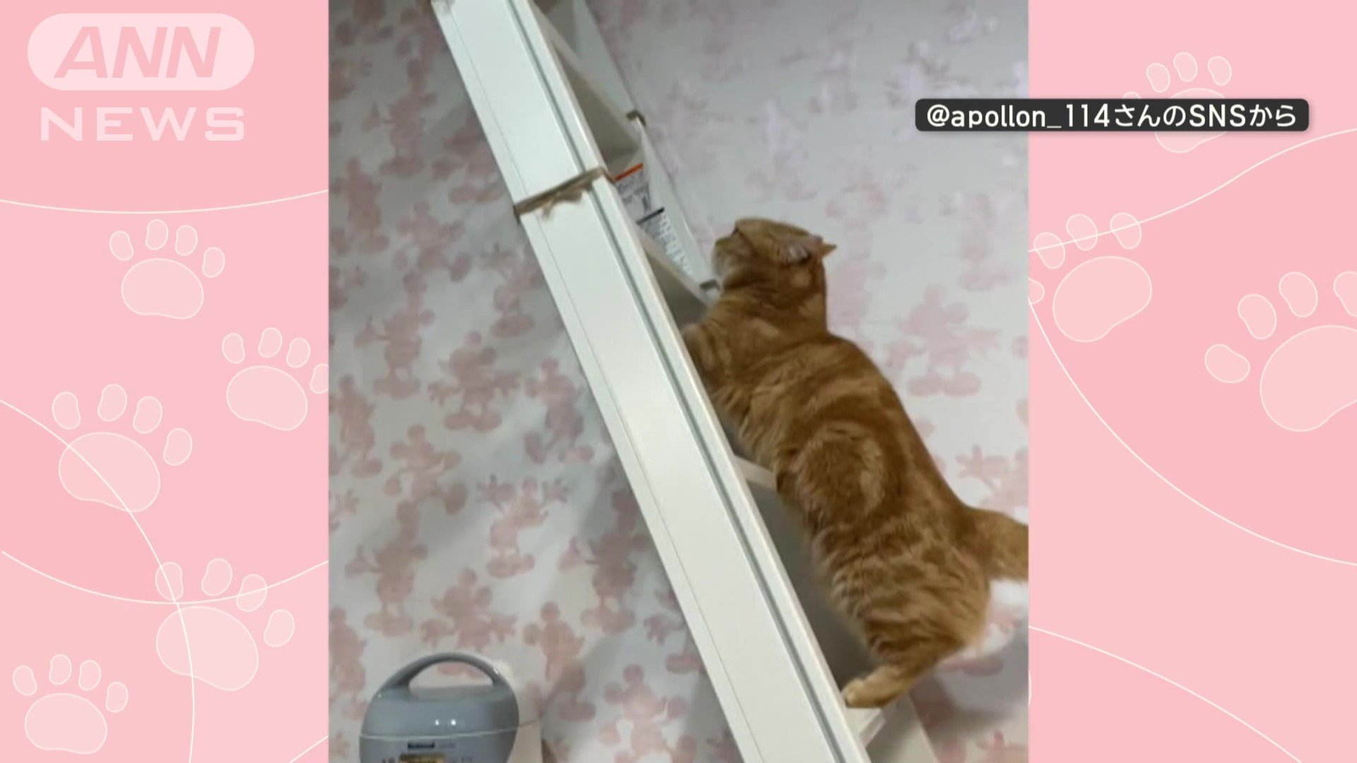 はしごを登ろうとする