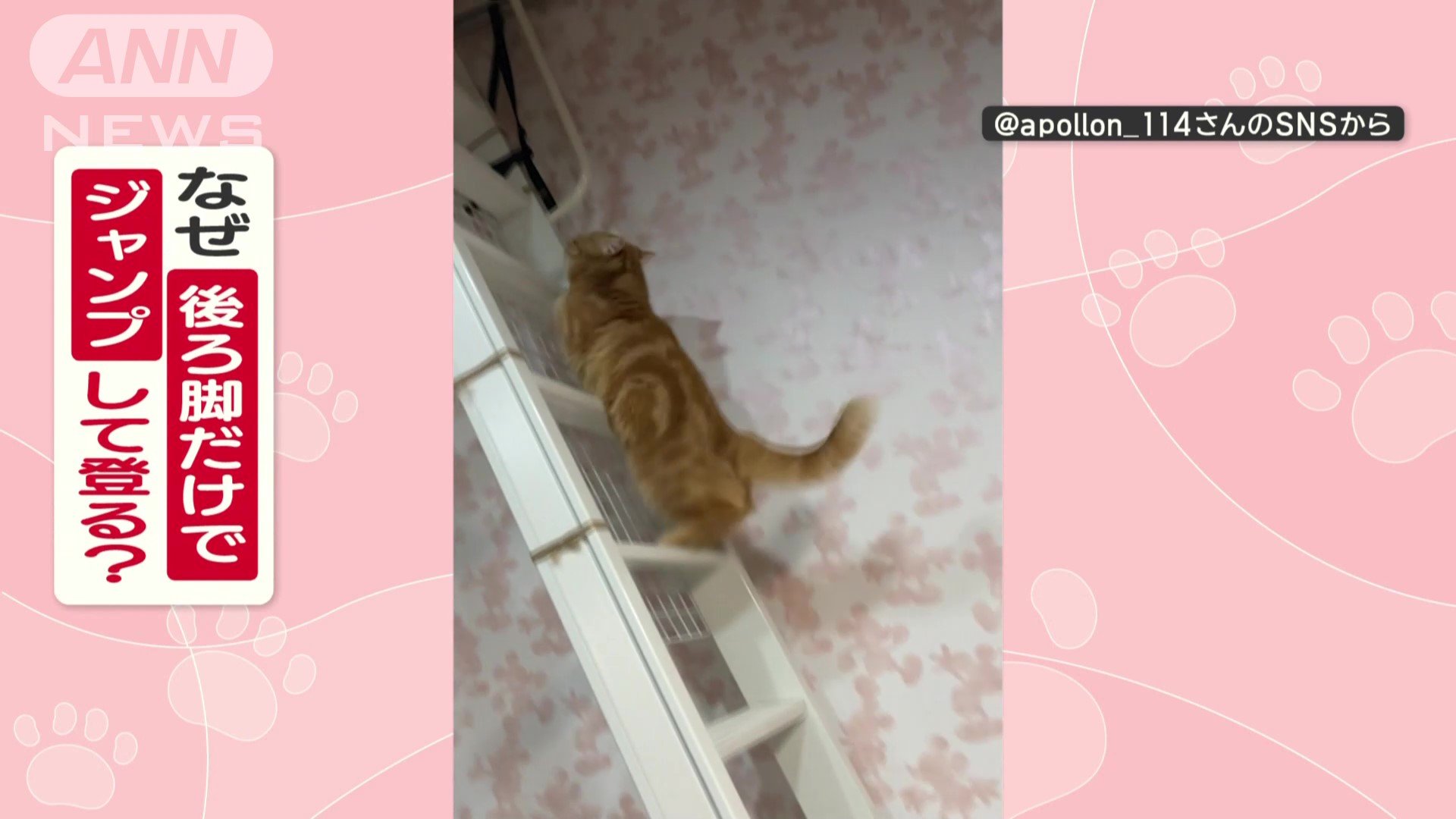 なぜ後ろ脚だけでジャンプして登る？