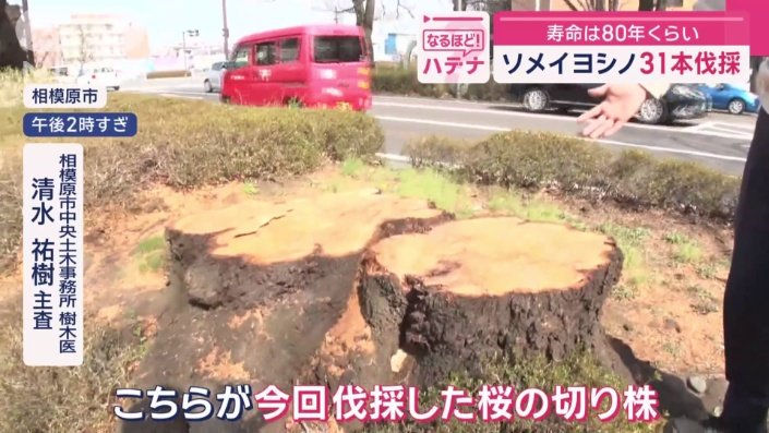 伐採した桜の切り株