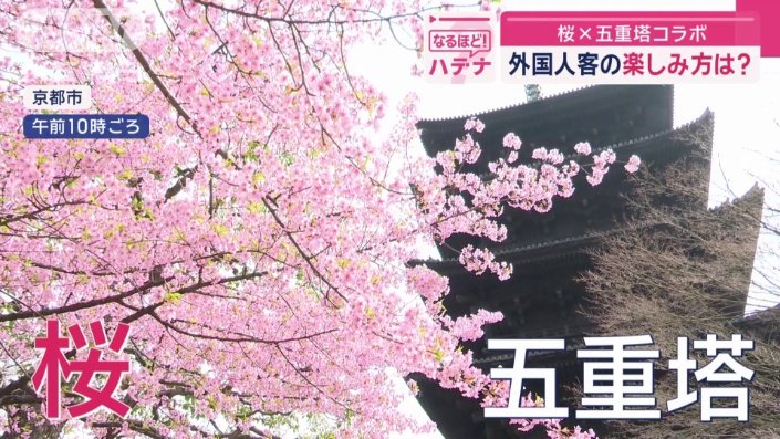桜と五重塔