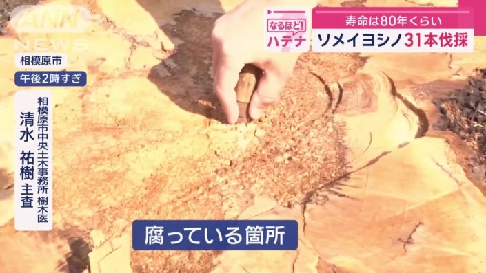 腐っているところはスポンジ状に