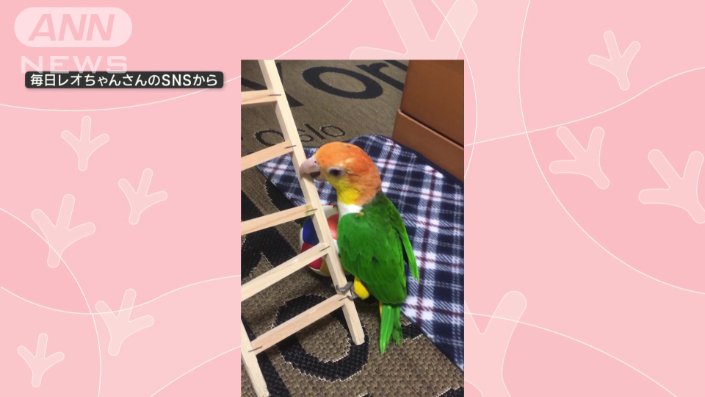 掃除機に乗って行こう」 インコさんスイスイ超絶ライディング なぜ乗るの？