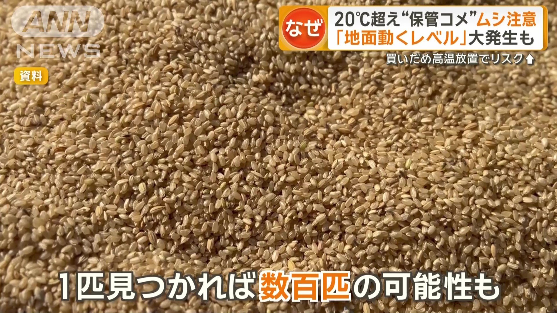 1匹見つかれば数百匹の可能性も
