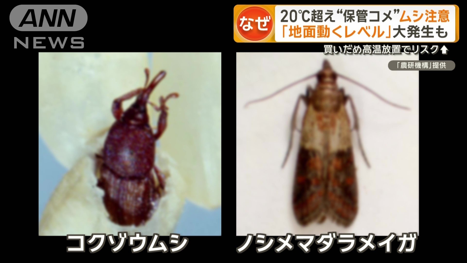 ノシメマダラメイガという虫も